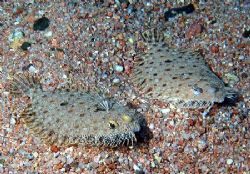 Two leopard flounders taken at Sharksbay with E300. by Nikki Van Veelen 
